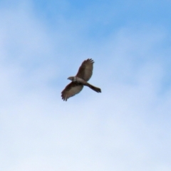 Accipiter fasciatus at Fyshwick, ACT - 3 Sep 2021