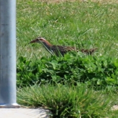 Gallirallus philippensis (Buff-banded Rail) at Fyshwick, ACT - 3 Sep 2021 by RodDeb