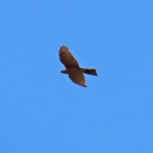 Accipiter cirrocephalus at Fyshwick, ACT - 3 Sep 2021