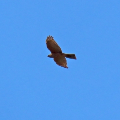 Accipiter cirrocephalus (Collared Sparrowhawk) at Fyshwick, ACT - 3 Sep 2021 by RodDeb