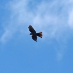 Accipiter cirrocephalus at Fyshwick, ACT - 3 Sep 2021