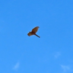 Accipiter cirrocephalus at Fyshwick, ACT - 3 Sep 2021