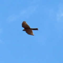 Accipiter cirrocephalus at Fyshwick, ACT - 3 Sep 2021