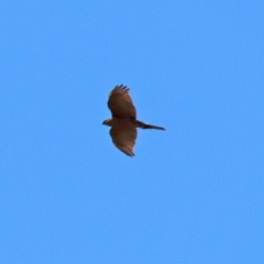 Accipiter cirrocephalus at Fyshwick, ACT - 3 Sep 2021