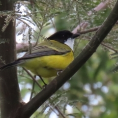 Pachycephala pectoralis (Golden Whistler) at Fyshwick, ACT - 3 Sep 2021 by RodDeb