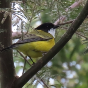 Pachycephala pectoralis at Fyshwick, ACT - 3 Sep 2021