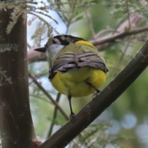 Pachycephala pectoralis at Fyshwick, ACT - 3 Sep 2021