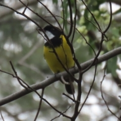 Pachycephala pectoralis at Fyshwick, ACT - 3 Sep 2021