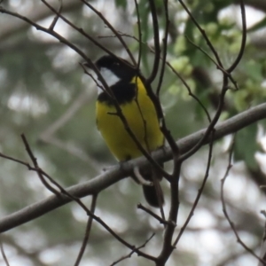 Pachycephala pectoralis at Fyshwick, ACT - 3 Sep 2021