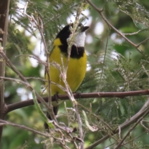 Pachycephala pectoralis at Fyshwick, ACT - 3 Sep 2021