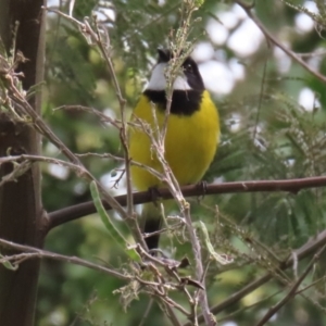 Pachycephala pectoralis at Fyshwick, ACT - 3 Sep 2021