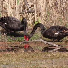 Cygnus atratus (Black Swan) at Fyshwick, ACT - 3 Sep 2021 by RodDeb