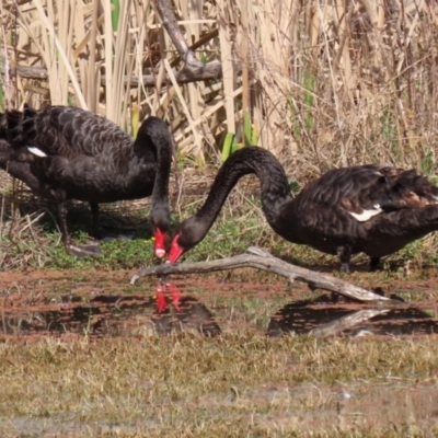 Cygnus atratus (Black Swan) at Fyshwick, ACT - 3 Sep 2021 by RodDeb