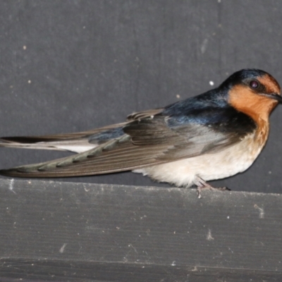 Hirundo neoxena (Welcome Swallow) at Jerrabomberra Wetlands - 3 Sep 2021 by RodDeb