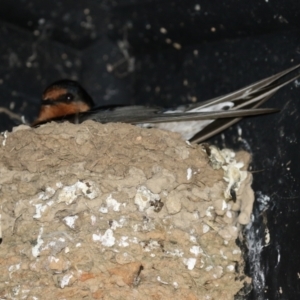 Hirundo neoxena at Fyshwick, ACT - 3 Sep 2021 11:49 AM