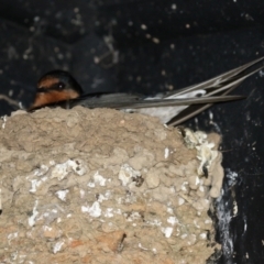 Hirundo neoxena at Fyshwick, ACT - 3 Sep 2021