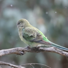 Psephotus haematonotus (Red-rumped Parrot) at Majura, ACT - 25 Aug 2021 by jbromilow50