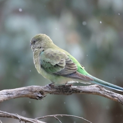 Psephotus haematonotus (Red-rumped Parrot) at Mount Ainslie - 25 Aug 2021 by jb2602