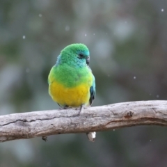 Psephotus haematonotus (Red-rumped Parrot) at Mount Ainslie - 25 Aug 2021 by jb2602