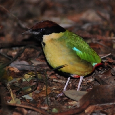 Pitta versicolor (Noisy Pitta) at Mount Glorious, QLD - 4 Jul 2014 by Harrisi