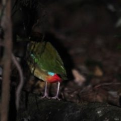 Pitta versicolor at Mount Glorious, QLD - 4 Jul 2014 08:03 AM