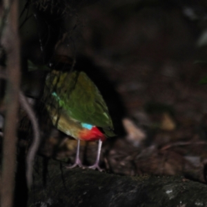 Pitta versicolor at Mount Glorious, QLD - 4 Jul 2014 08:03 AM
