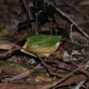 Pitta versicolor at Mount Glorious, QLD - 4 Jul 2014 08:03 AM