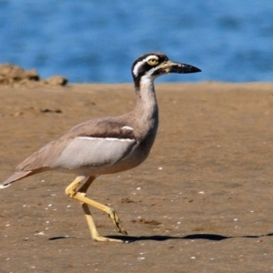 Esacus magnirostris at Nudgee Beach, QLD - 8 Jul 2014