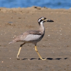 Esacus magnirostris at Nudgee Beach, QLD - 8 Jul 2014