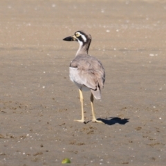 Esacus magnirostris at Nudgee Beach, QLD - 8 Jul 2014