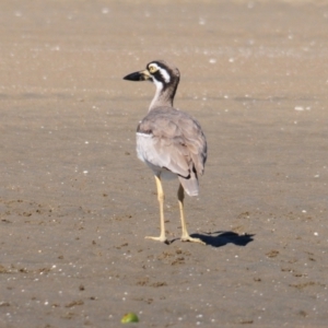Esacus magnirostris at Nudgee Beach, QLD - 8 Jul 2014 11:39 AM
