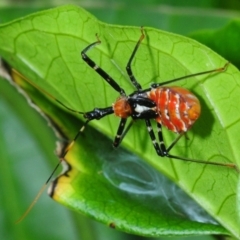 Unidentified Assassin bug (Reduviidae) (TBC) at Town Common, QLD - 23 Apr 2017 by Harrisi