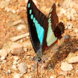 Graphium choredon at Mount Elliot, QLD - 24 Apr 2017 10:38 AM