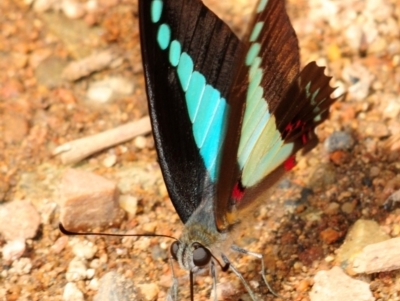 Graphium choredon (Blue Triangle) at Mount Elliot, QLD - 24 Apr 2017 by Harrisi