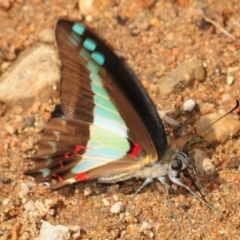 Graphium choredon at Mount Elliot, QLD - 24 Apr 2017 10:38 AM