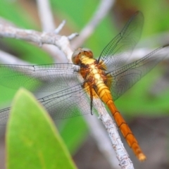 Unidentified Dragonfly (Anisoptera) at Paluma Range National Park - 25 Apr 2017 by Harrisi