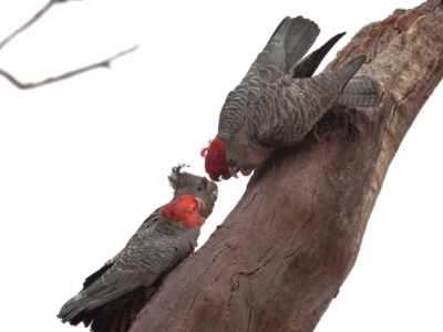 Callocephalon fimbriatum (Gang-gang Cockatoo) at Symonston, ACT - 27 Aug 2021 by davidcunninghamwildlife