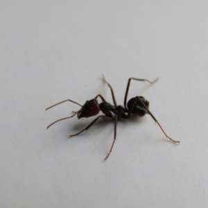 Iridomyrmex purpureus at Fraser, ACT - 3 Sep 2021 05:04 PM