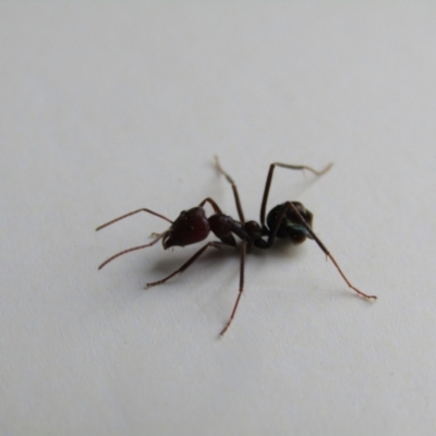 Iridomyrmex purpureus (Meat Ant) at Fraser, ACT - 3 Sep 2021 by Birdy