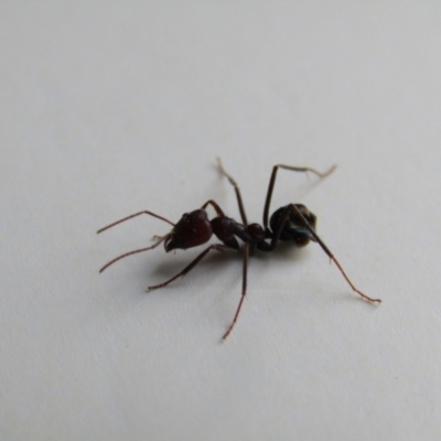 Iridomyrmex purpureus (Meat Ant) at Fraser, ACT - 3 Sep 2021 by Amata