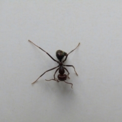 Iridomyrmex purpureus at Fraser, ACT - 3 Sep 2021 05:04 PM