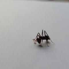 Iridomyrmex purpureus at Fraser, ACT - 3 Sep 2021 05:04 PM