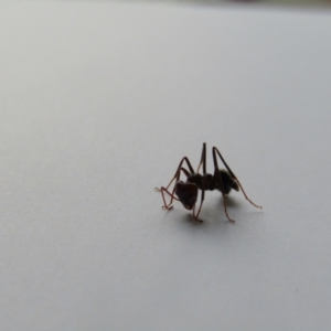 Iridomyrmex purpureus at Fraser, ACT - 3 Sep 2021