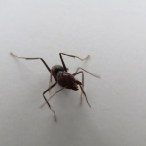 Iridomyrmex purpureus at Fraser, ACT - 3 Sep 2021 05:04 PM