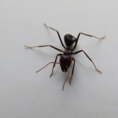 Iridomyrmex purpureus at Fraser, ACT - 3 Sep 2021