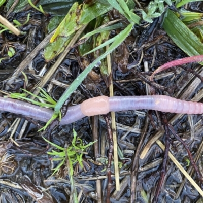 Oligochaeta (class) (Unidentified earthworm) at Googong, NSW - 5 Sep 2021 by Wandiyali