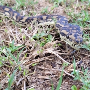 Morelia spilota mcdowelli at Kelso, QLD - 1 Sep 2021 04:52 PM