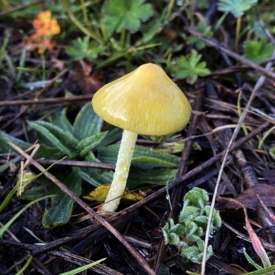 Unidentified Cap on a stem; gills below cap [mushrooms or mushroom-like] at Googong, NSW - 4 Sep 2021 by Wandiyali