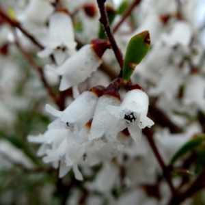 Cryptandra amara at Googong, NSW - suppressed