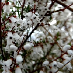 Cryptandra amara at Googong, NSW - suppressed